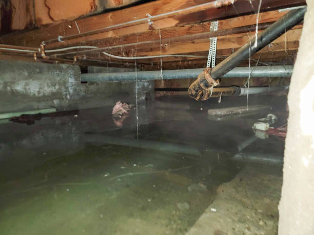 Best Water damage contractors near me  in Lake Barrington, IL